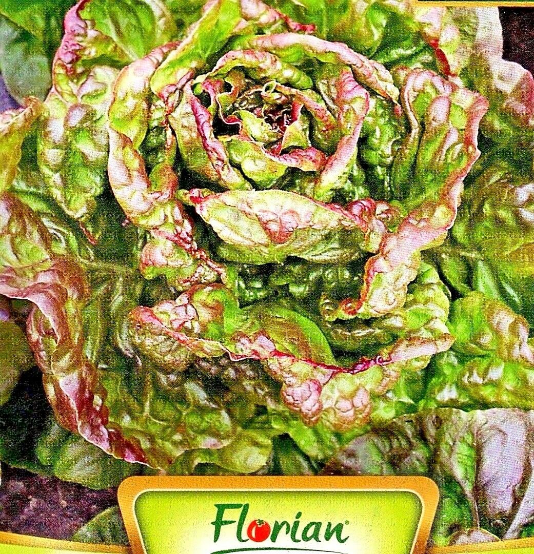 LETTUCE - BUTTER HEAD - MARVEL FOUR SEASONS - 1600 QUALITY VEGETABLE SEEDS /199