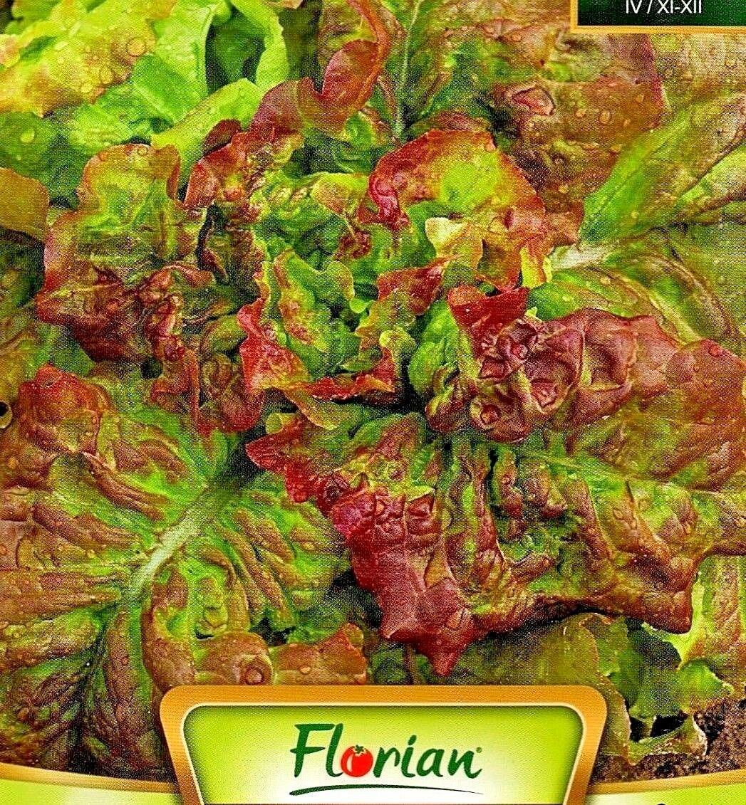 LETTUCE - AMERICAN BROWNER - 1600 HIGH QUALITY VEGETABLE SEEDS /201