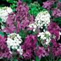 HESPERIS MATRONALIS - SWEET ROCKET MIXED - 750 HIGH QUALITY FLOWER SEEDS