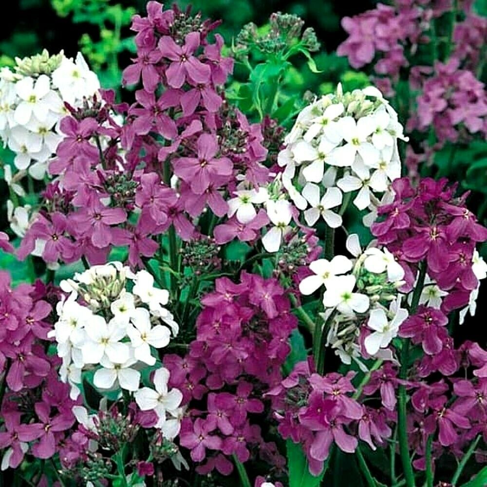 HESPERIS MATRONALIS - SWEET ROCKET MIXED - 750 HIGH QUALITY FLOWER SEEDS