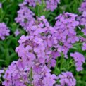 HESPERIS MATRONALIS - SWEET ROCKET VIOLET - 1500 HIGH QUALITY FLOWER SEEDS