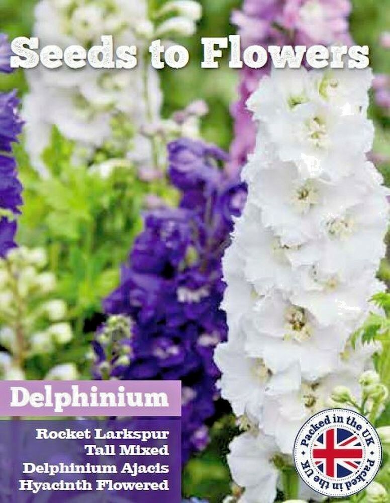 DELPHINIUM ROCKET LARKSPUR - TALL MIXED - AJACIS HYACINTH - 500 FLOWER SEEDS /140F
