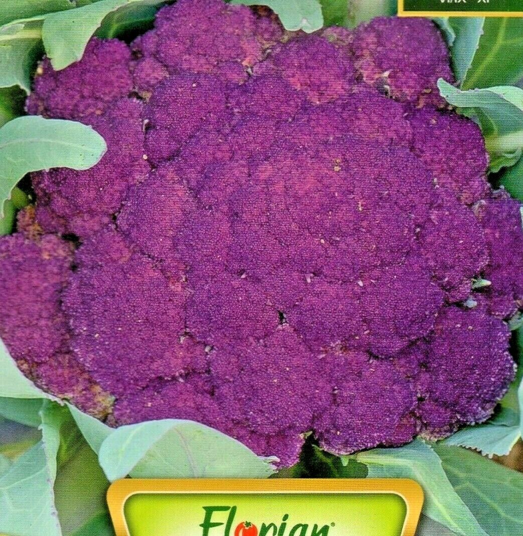 CAULIFLOWER - SICILIA VIOLET - 450 HIGH QUALITY VEGETABLE SEEDS /180