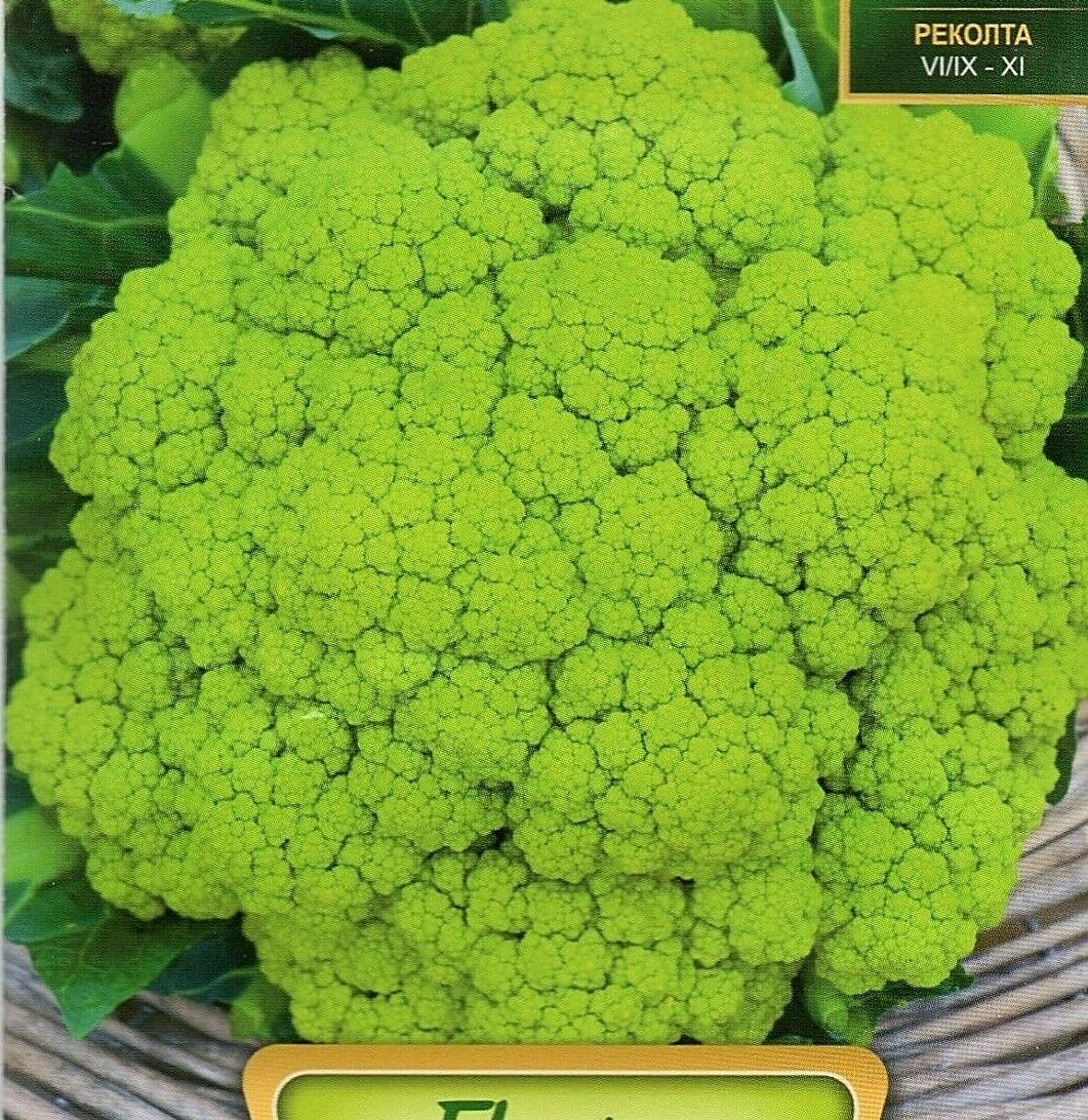 CAULIFLOWER - MACERATA GREEN - 450 HIGH QUALITY VEGETABLE SEEDS /181