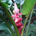 BANANA - MUSA VELUTINA - EXOTIC - BORDER - CONTAINER -10 HIGH QUALITY SEEDS