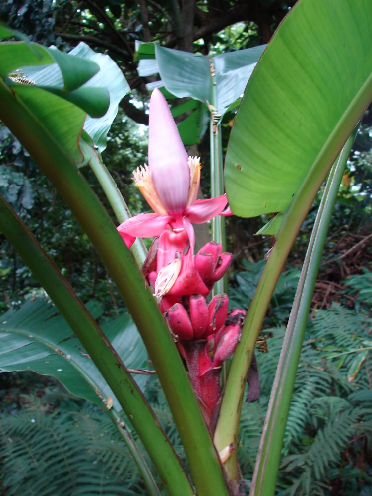 BANANA - MUSA VELUTINA - EXOTIC - BORDER - CONTAINER -10 HIGH QUALITY SEEDS