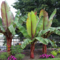 BANANA - MUSA ENSETE - TROPICAL EXOTIC PLANT SEEDS - 2 5 11 23 SEED PACKET