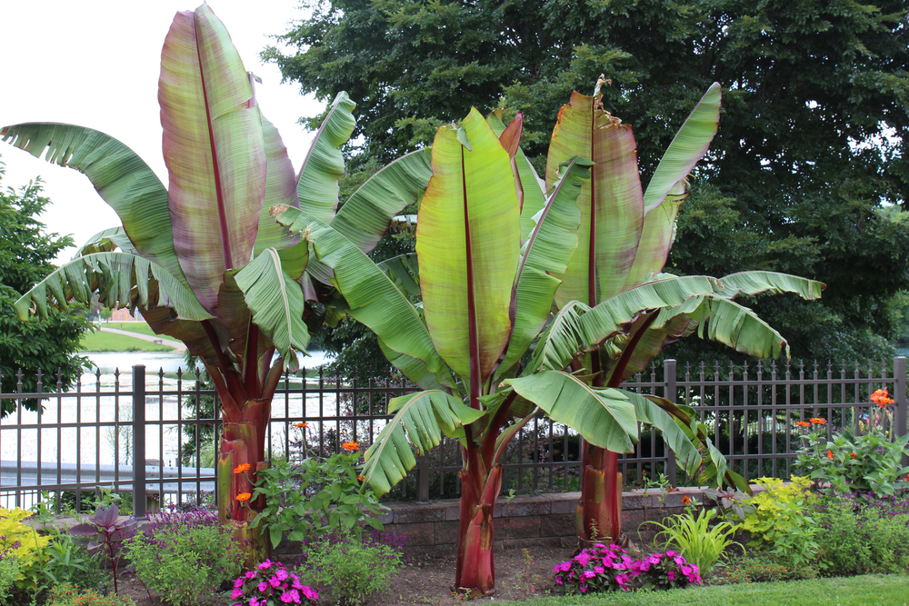BANANA - MUSA ENSETE - TROPICAL EXOTIC PLANT SEEDS - 2 5 11 23 SEED PACKET