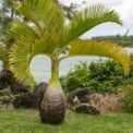BOTTLE PALM - HYOPHORBE LAGENICAULIS - EXOTIC PLANT - 5 HIGH QUALITY SEEDS