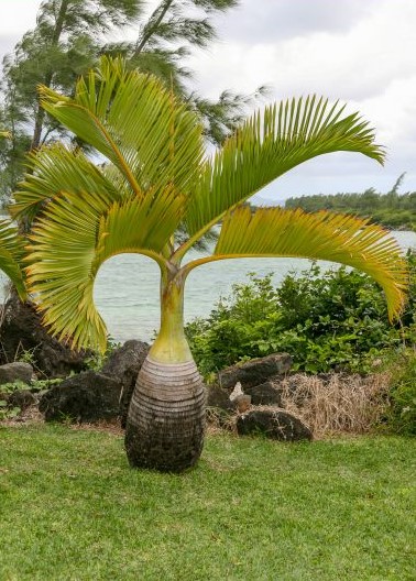 BOTTLE PALM - HYOPHORBE LAGENICAULIS - EXOTIC PLANT - 5 HIGH QUALITY SEEDS