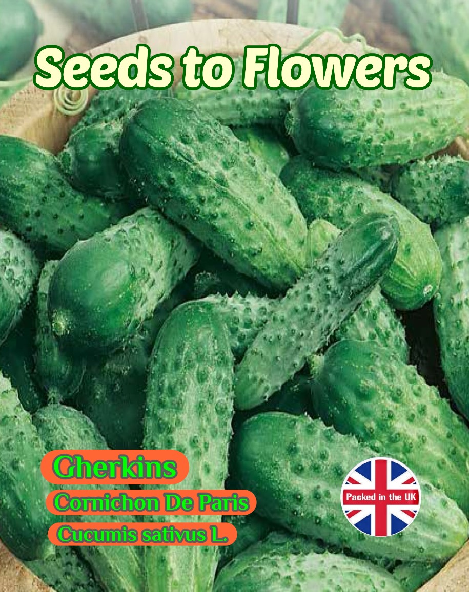 GHERKIN - CORNICHON DE PARIS - EARLY VARIETY - 70 HIGH QUALITY VEGETABLE SEEDS