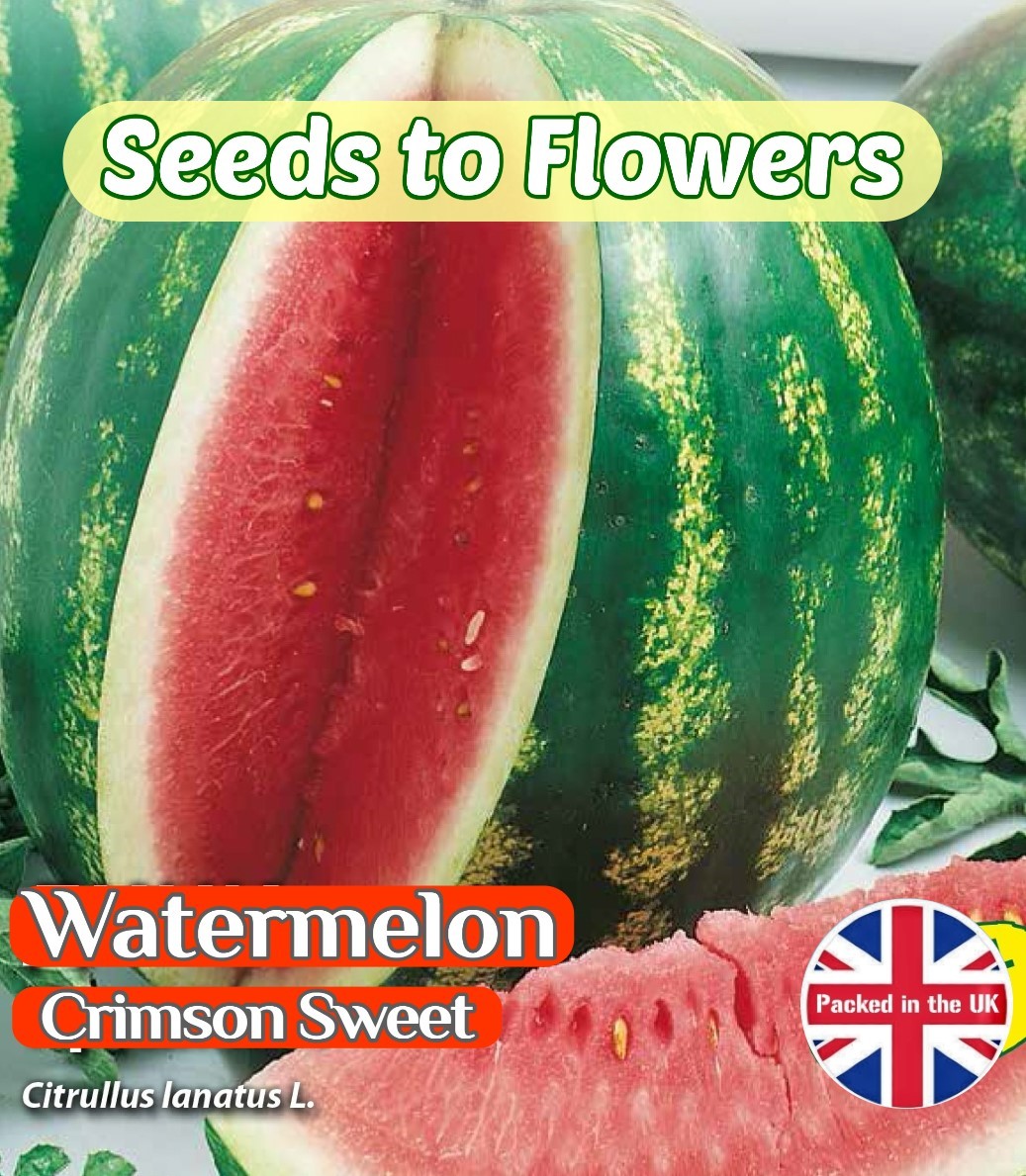WATERMELON CRIMSON SWEET - CITRULLUS LANATUS - 30 HIGH QUALITY FRUIT SEEDS