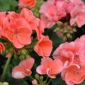 PELRGONIUM ZONALE F1 - GERANIUM - SALMON - 10 BEST QUALITY FLOWER SEEDS