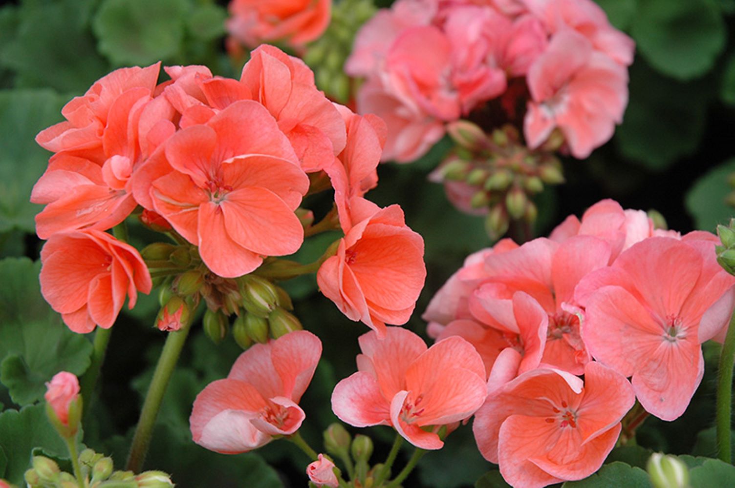 PELRGONIUM ZONALE F1 - GERANIUM - SALMON - 10 BEST QUALITY FLOWER SEEDS