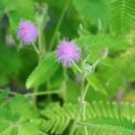 MIMOSA PUDICA - SENSITIVE PLANT - BORDER HOUSE PLANT - 150 QUALITY FLOWER SEEDS