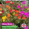 MOSS ROSE - PORTULACA GRANDIFLORA - SINGLE MIXED - 11000 BEST FLOWER SEEDS