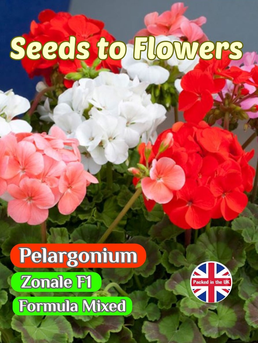 GERANIUM - PELARGONIUM - ZONALE F1 FORMULA MIXED - 20 QUALITY FLOWER SEEDS
