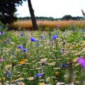 THROW & GROW WILD FLOWERS MIXED COLLECTION MULTI PACK 5000 QUALITY FLOWER SEEDS