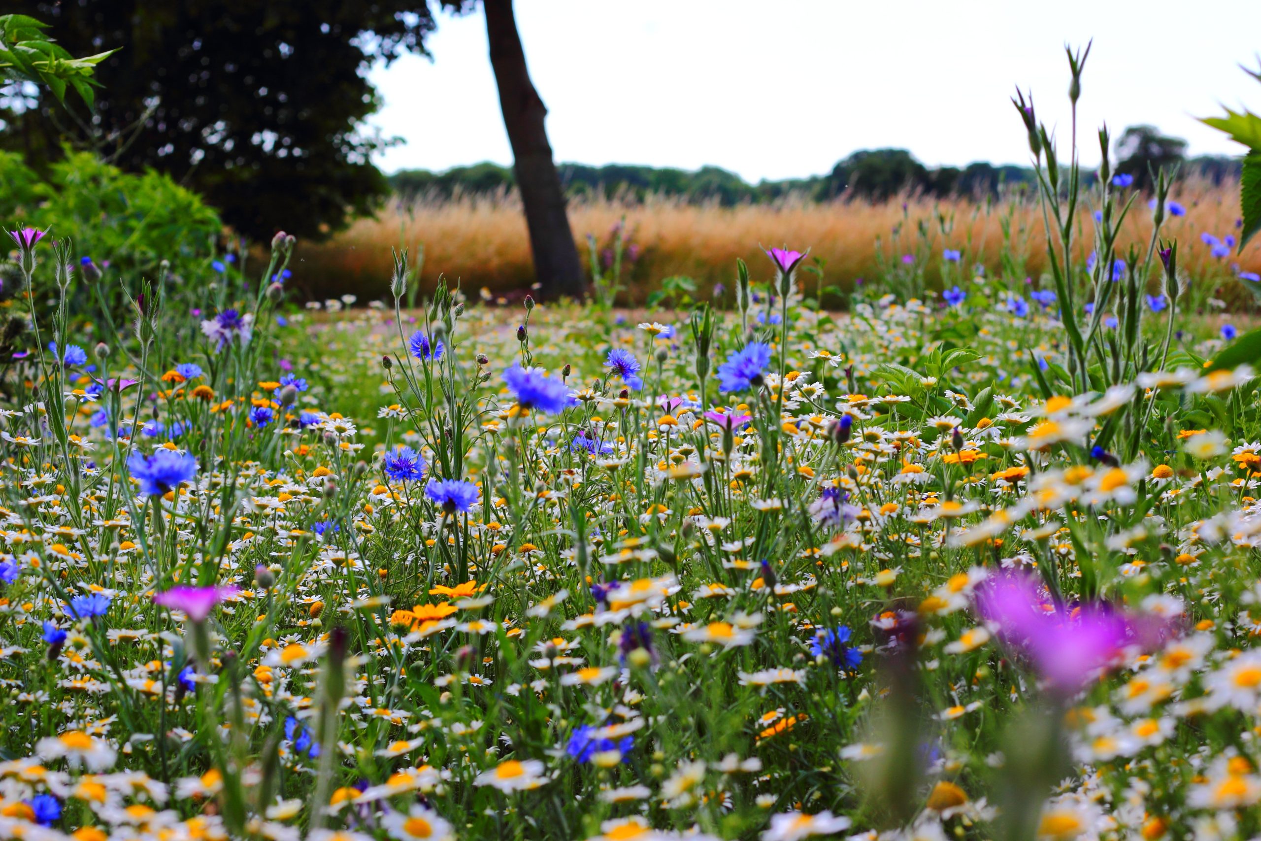 THROW & GROW WILD FLOWERS MIXED COLLECTION MULTI PACK 5000 QUALITY FLOWER SEEDS