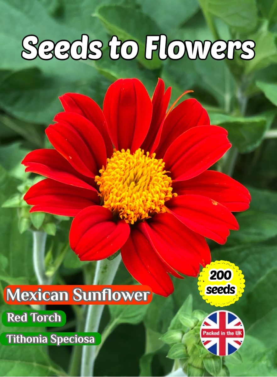 MEXICAN SUNFLOWER - RED TORCH - TITHONIA SPECIOSA - 200 QUALITY FLOWER SEEDS