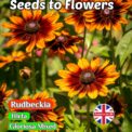 RUDBECKIA HIRTA - GLORIOSA MIXED - 3600 HIGH QUALITY FLOWER SEEDS