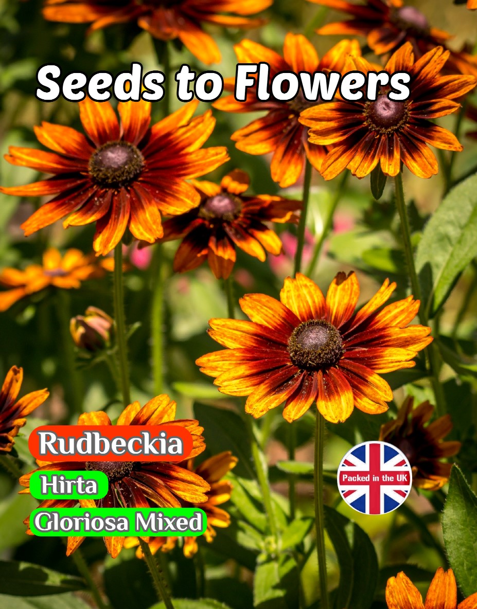 RUDBECKIA HIRTA - GLORIOSA MIXED - 3600 HIGH QUALITY FLOWER SEEDS