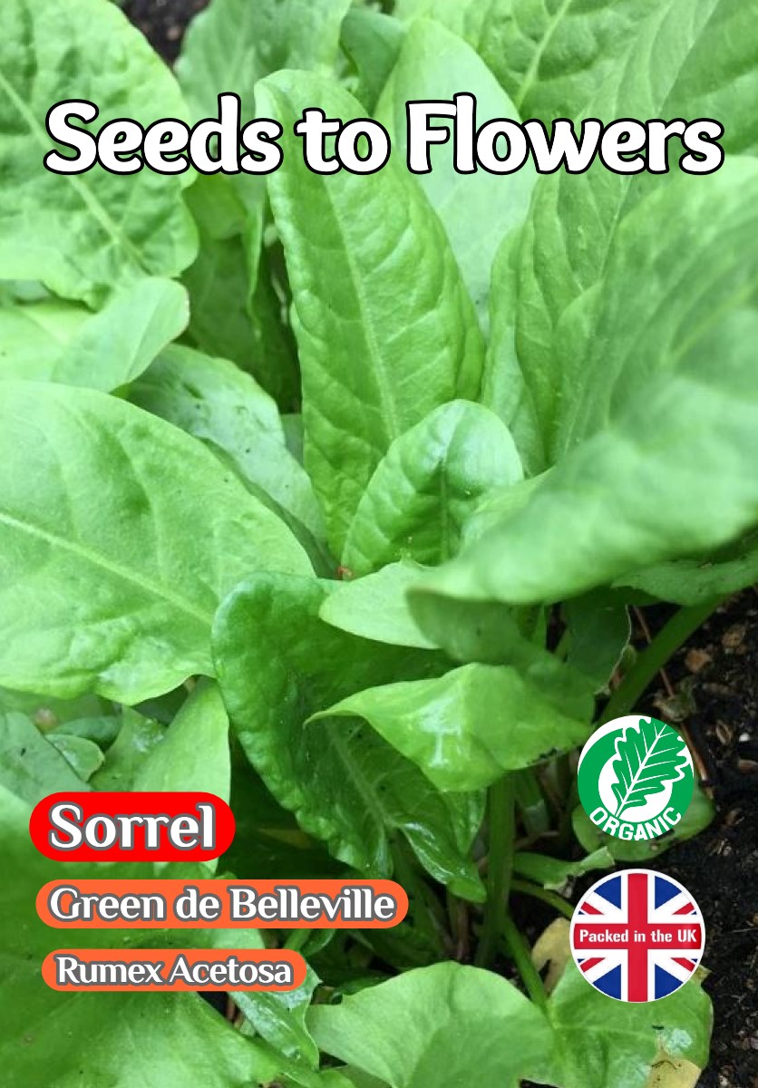 GARDEN SORREL RUMEX ACETOSA GREEN DE BELLEVILLE - PERENNIAL - 1200 ORGANIC SEEDS