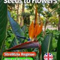 STRELITZIA REGINAE - BIRD OF PARADISE - EXOTIC TROPICAL PLANT - 5 BEST QUALITY SEEDS
