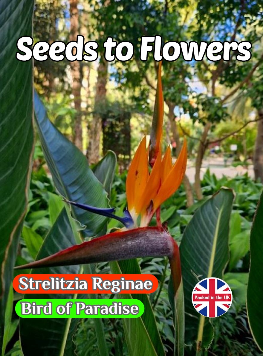 STRELITZIA REGINAE - BIRD OF PARADISE - EXOTIC TROPICAL PLANT - 5 BEST QUALITY SEEDS