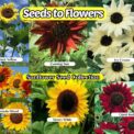 6 IN 1 SUNFLOWER COLLECTION PREMIUM SEED PACKS IN A BOX GREAT FOR SHARING OR A GIFT