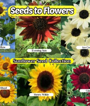 6 IN 1 SUNFLOWER COLLECTION PREMIUM SEED PACKS IN A BOX GREAT FOR SHARING OR A GIFT