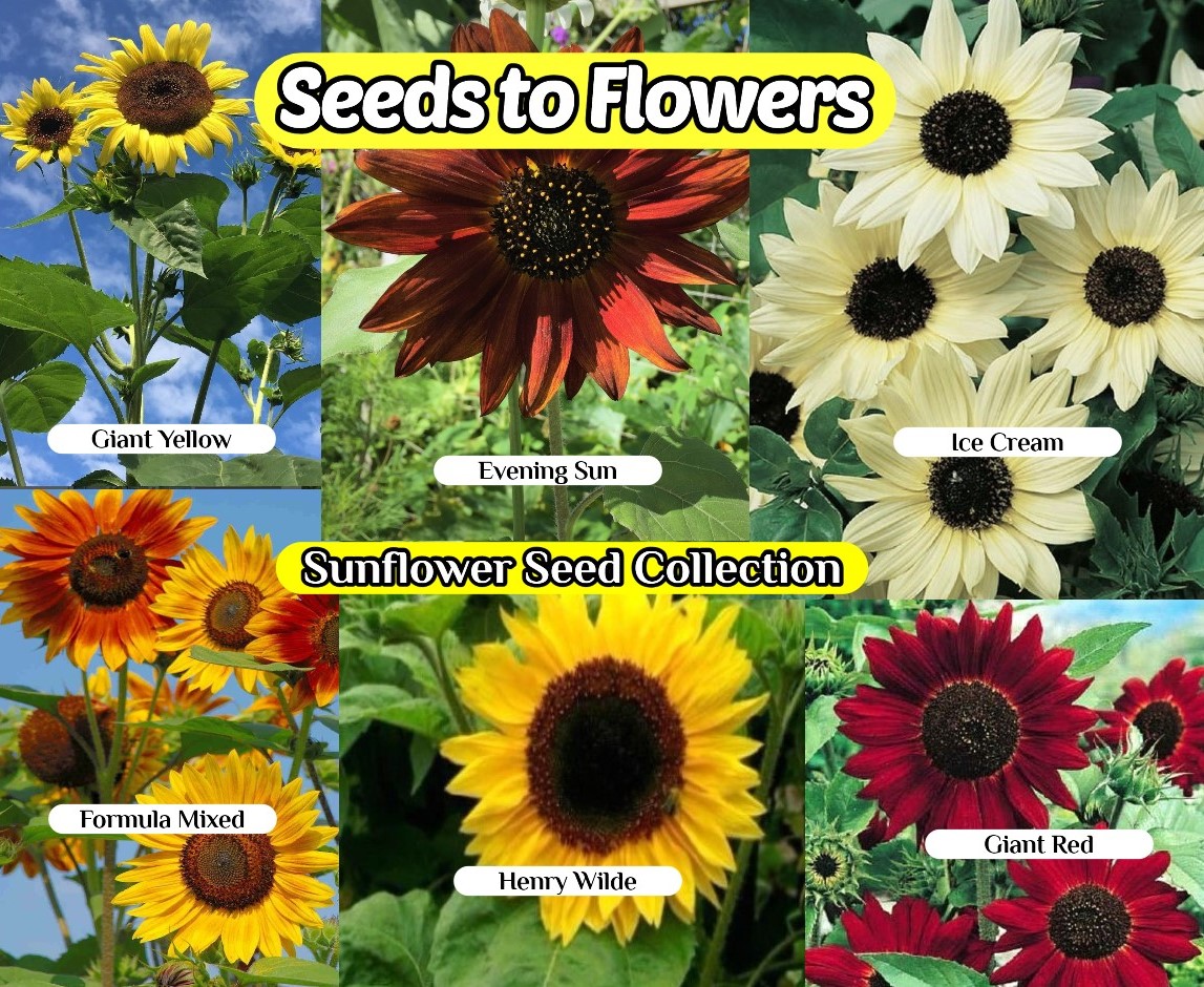 https://seedstoflowers.com/wp-content/uploads/2021/02/sunflower-seed-collection-.jpg