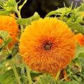 SUNFLOWERS - TALL SUNGOLD - DOUBLE FLOWERED - 320 HIGH QUALITY FLOWER SEEDS