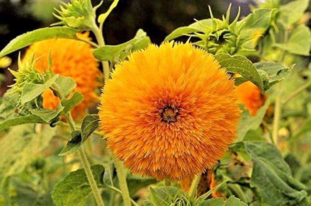 SUNFLOWERS - TALL SUNGOLD - DOUBLE FLOWERED - 320 HIGH QUALITY FLOWER SEEDS