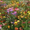 DWARF ANNUAL WILDFLOWERS MIX - SCATTER SEEDS - 5G (2SQM)/ FINEST FLOWER SEEDS