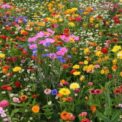 DWARF ANNUAL WILDFLOWERS MIX - SCATTER SEEDS - 5G (2SQM)/ FINEST FLOWER SEEDS