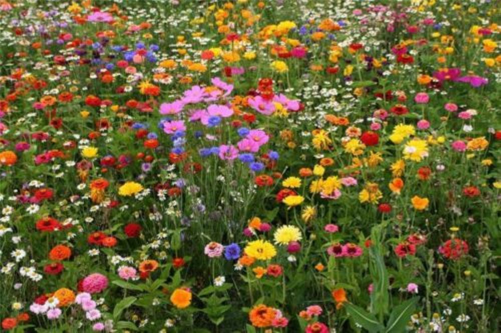 DWARF ANNUAL WILDFLOWERS MIX - SCATTER SEEDS - 5G (2SQM)/ FINEST FLOWER SEEDS