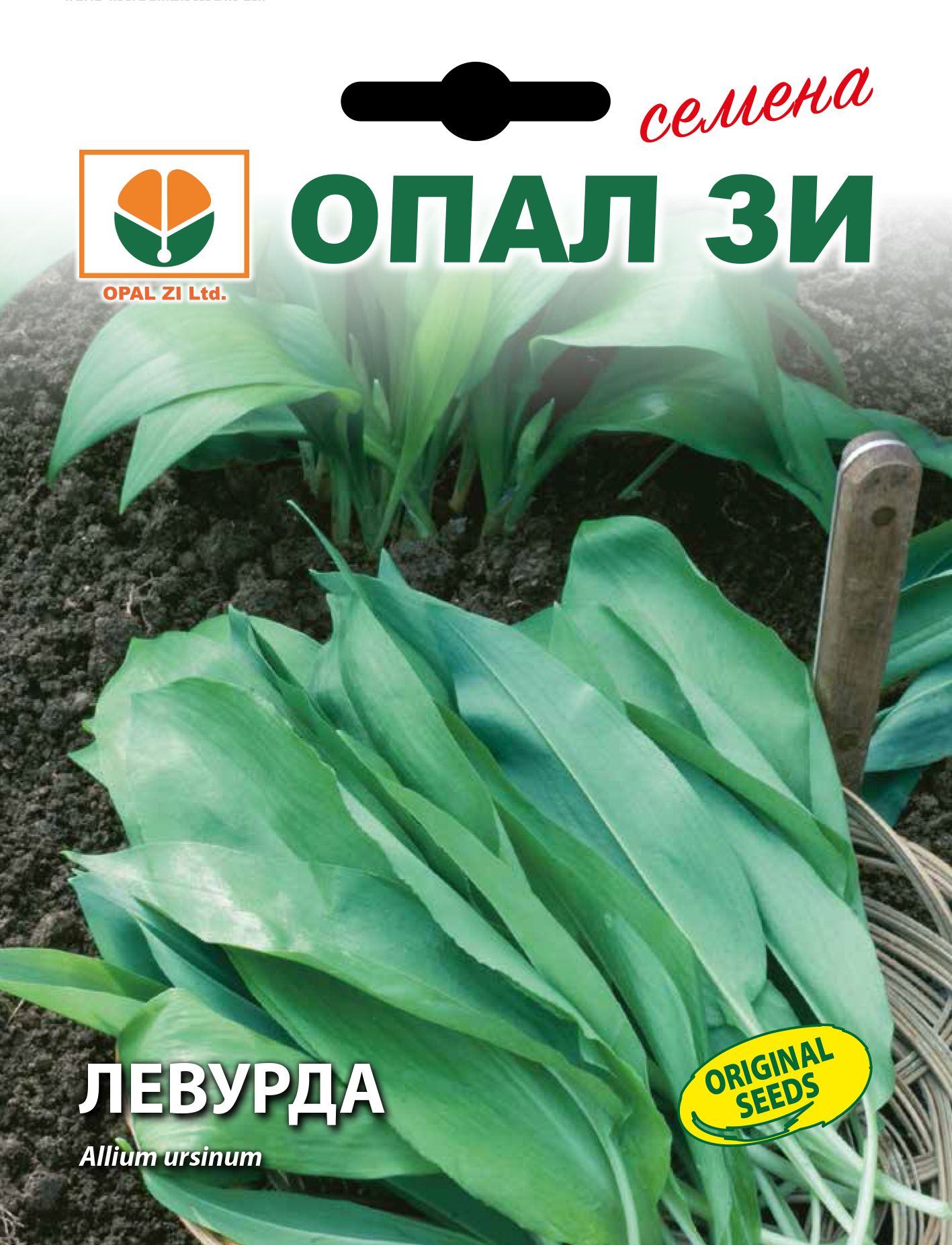 WILD GARLIC - ALLIUM URSINUM - RAMSONS - PERENNIAL - 100 QUALITY HERB SEEDS/OPAL