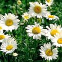 CHRYSANTHEMUM MAXIMUM PERENNIAL SHASTA DAISY- MAYFIELD GIANTS - 750 FLOWER SEEDS