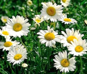CHRYSANTHEMUM MAXIMUM PERENNIAL SHASTA DAISY- MAYFIELD GIANTS - 750 FLOWER SEEDS