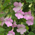 ASARINA SCADENS - ROSE - ANNUAL CLIMBER - 15 BEST QUALITY FLOWER SEEDS