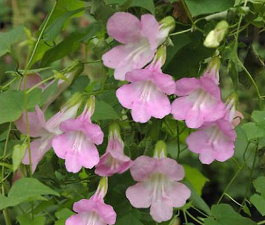 ASARINA SCADENS - ROSE - ANNUAL CLIMBER - 15 BEST QUALITY FLOWER SEEDS