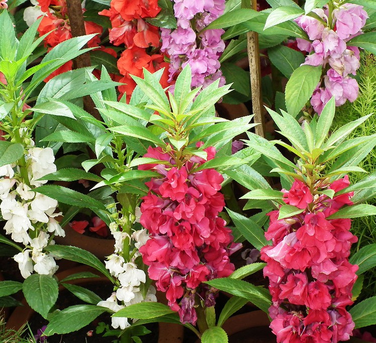 IMPATIENS BALSAMINA - BALSAM CAMELLIA MIX - 350 HIGH QUALITY FLOWER SEEDS