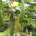 L U F F A - CYLINDRICA - LOOFAH - NATURAL SPONGE -CLIMBER - 10 22 60 100 SEEDS
