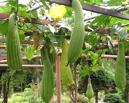L U F F A - CYLINDRICA - LOOFAH - NATURAL SPONGE -CLIMBER - 10 22 60 100 SEEDS