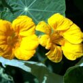 NASTURTIUM - LUTEUS YELLOW - CLIMBER - TROPAEOLUM MAJUS - 32 FLOWER SEEDS /127F