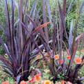 ORYZA SATIVA ORNAMENTAL RICE BLACK MADRAS EXOTIC PLANT - 40 100 240 SEED PACKET