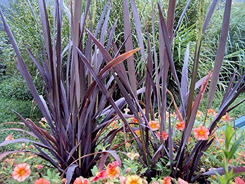 ORYZA SATIVA ORNAMENTAL RICE BLACK MADRAS EXOTIC PLANT - 40 100 240 SEED PACKET