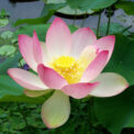 SACRED LOTUS NELUMBO NUCIFERA - AQUATIC PLANT - 5 HIGH QUALITY FLOWER SEEDS