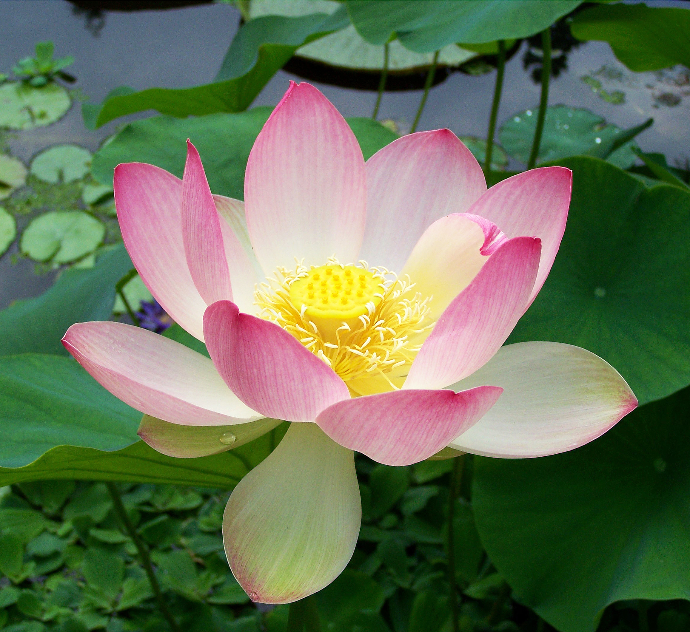 SACRED LOTUS NELUMBO NUCIFERA - AQUATIC PLANT - 5 HIGH QUALITY FLOWER SEEDS